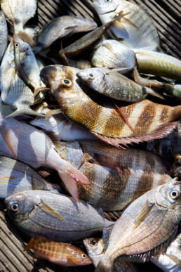 fresh fish caught from a fishing boat for tourists in Cabanas in the algarve
