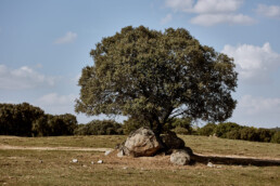 old cork tree standing alone in a field with large rocks stacked around its trunk